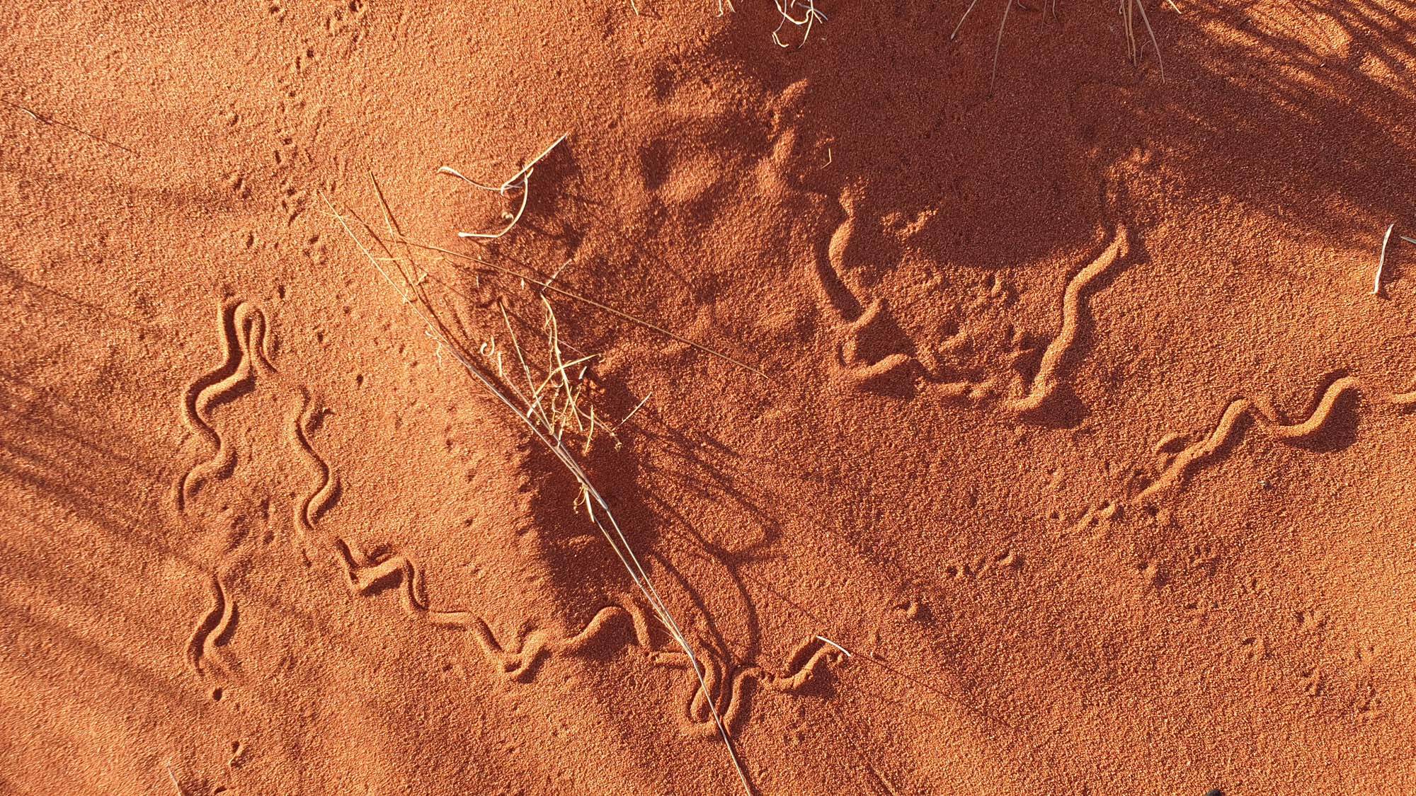 20200320_075310 copy