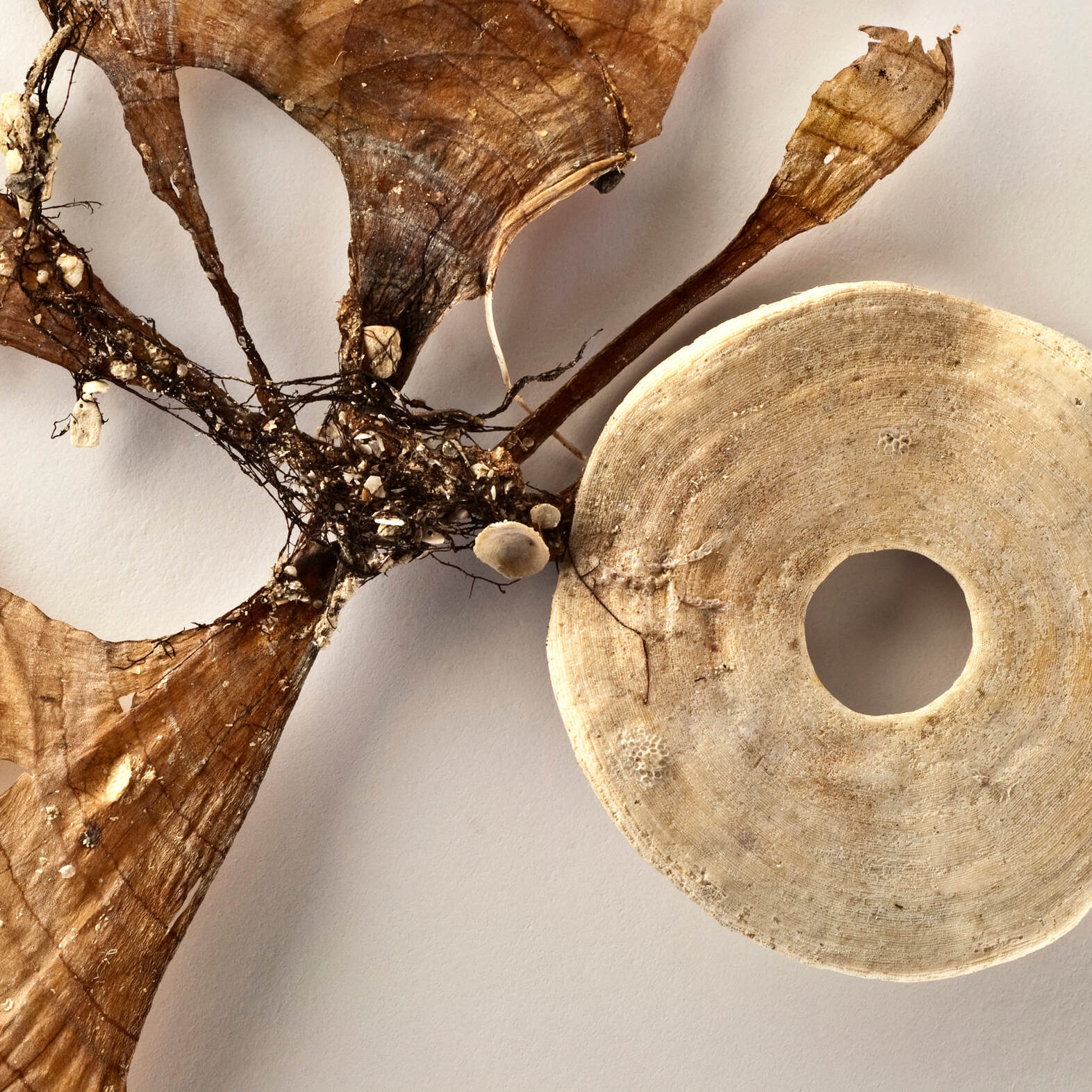 Tethered III (foraminifera) by Catherine Hewitt