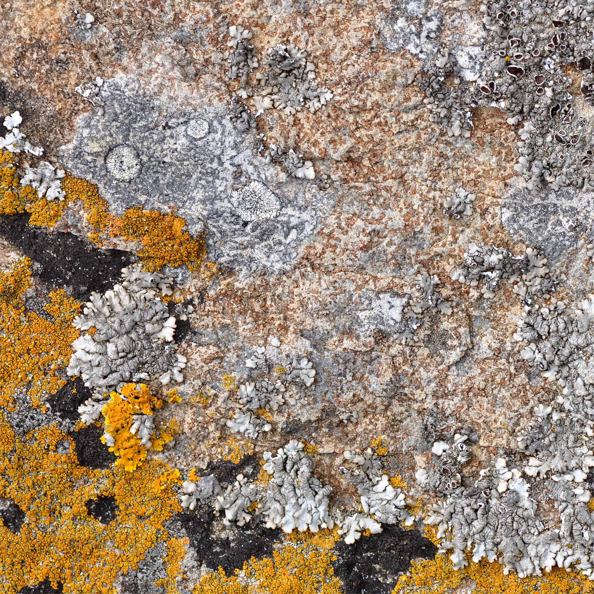 Lichen 3